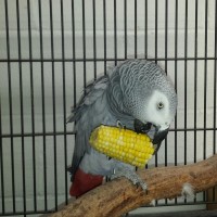 Loros africanos grises