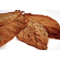 Hojas de tabaco – Burley classic