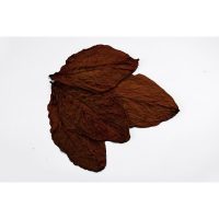 Hoja de tabaco Burley Extra